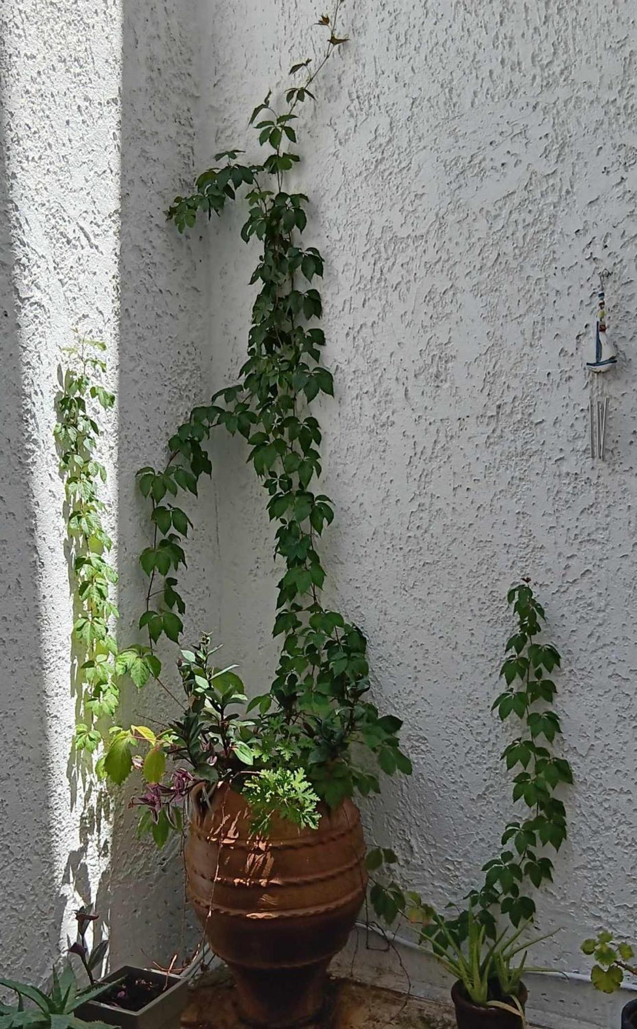 Athenian Asty Guesthouse Exterior foto